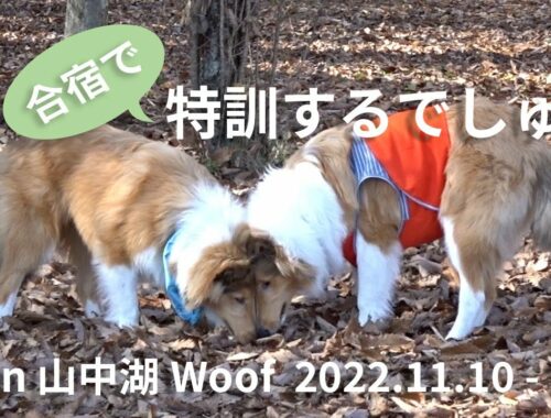 【ラフコリー】合宿で特訓するでしゅ　in山中湖Woof　2022.11.10-11
