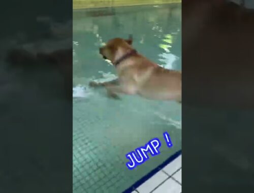 【ラブラドールレトリーバー】大型犬１歳　夏だ！プールだ！飛び込み6連発！