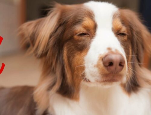 【アメリカの犬の記事が面白い】オーストラリアンシェパートの飼い主になると分かる10のこと｜アメリカ人の感性に笑いが止まらない