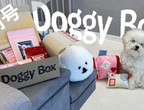 【Doggy Box 2月号】ドギボでテンション爆上がり#ビションフリーゼ #子犬 #bichonfrise #비숑프리제