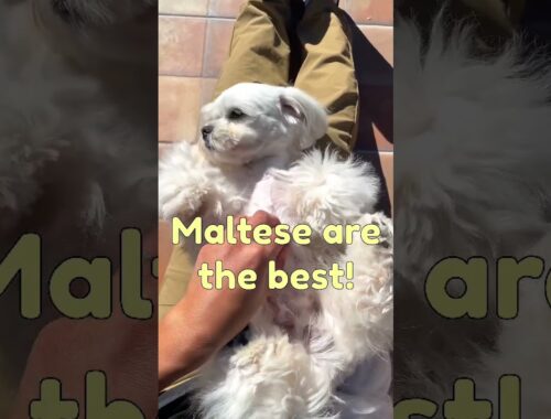 Maltese are the best #dog #cute #puppy #shorts #viral