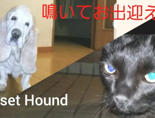 全盲犬が鳴く！犬を導いた猫　緑内障バセットハウンド犬と猫　Glaucoma Basset Hound and Cat