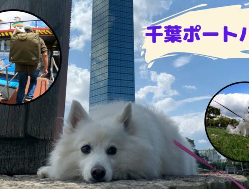 愛犬と千葉ポートパークで観光船めぐり【日本スピッツ】
