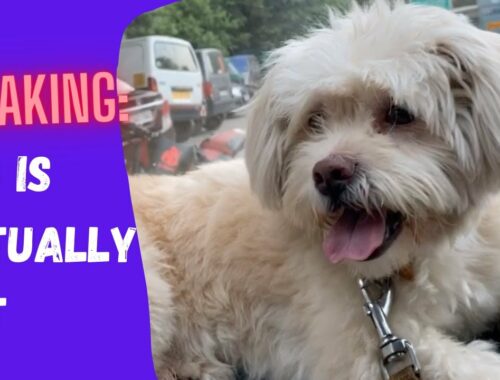 BREAKING: Dog is actually CAT?! | Button the Lhasa Apso likes climbing on to the car dashboard