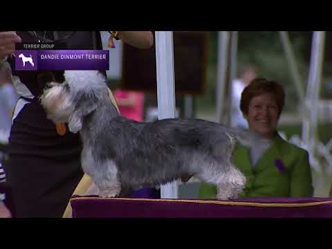 Dandie Dinmont Terriers | Breed Judging 2021
