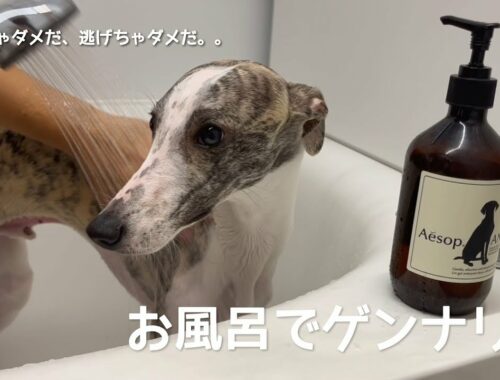 【ウィペット】お風呂場から脱走を試みる愛犬