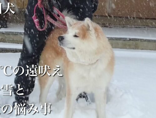 秋田犬ともぐら家族　はる、−10℃の遠吠え、独りぼっちと牡丹雪