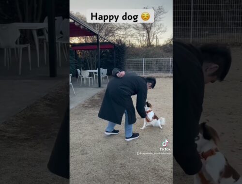 Happy dog #kooikerhondje #コーイケルホンディエ