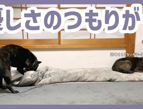 【甲斐犬】先輩犬のためにベッドを整えたつもりが、ウザがられてしまった犬が可愛すぎる〜！