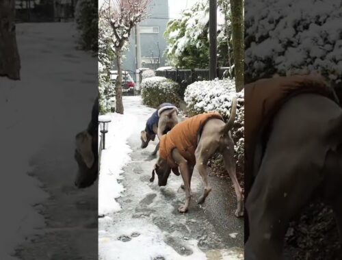 雪が降ったから外に出してみたら、足が冷たすぎてすぐ帰ってきたワイマラナー達⛄️ #dog #weimaraner #ワイマラナー #大型犬 #犬 #多頭飼い #snowing #snow #雪