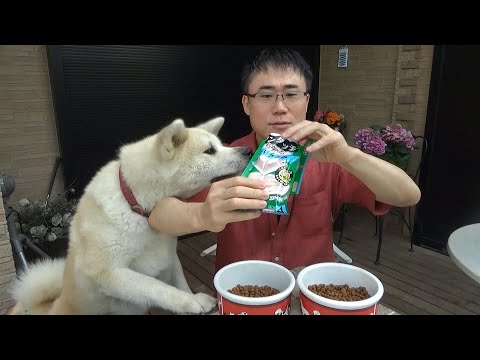 ドッグフード嫌いな秋田犬がちゅーるをかけると食べるか検証してみた！
