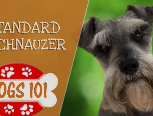 Dogs 101 - スタンダード・シュナウザー - スタンダード・シュナウザーについてのトップ・ドッグ・ファクト