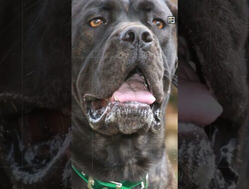 Quick Cane Corso Facts - The Guardian of the Courts - Animal a Day C Week #shorts