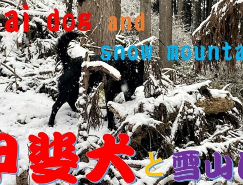 初雪の日に甲斐犬と（With the Kai dog on the day of the first snow）【Samurai dog TV】