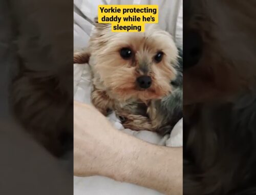 Mean Yorkie Protecting Daddy!
