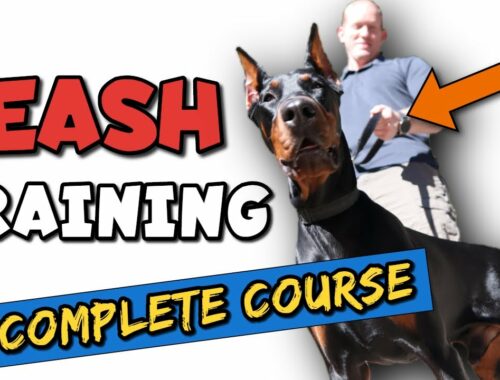 How to Leash Train a Doberman the RIGHT Way