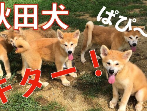 秋田犬の子犬軍団がやって来た！Animal Rescue Nursing