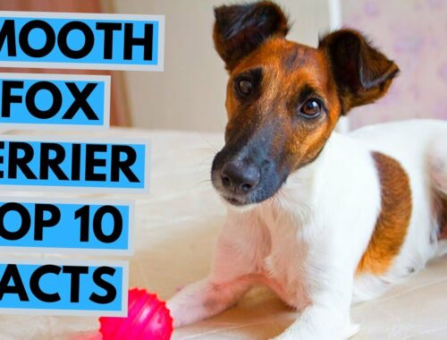 Smooth Fox Terrier - トップ 10 の興味深い事実