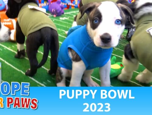 Puppy Bowl 2023 - Hope For Paws! #puppies