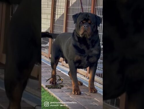 The Biggest Rottweiler Stud!! The one & Only Razor Timit-Tor