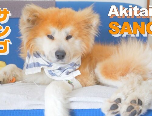 [Akita dog with stomach cancer] Last two days of Akita dog "SANGO"