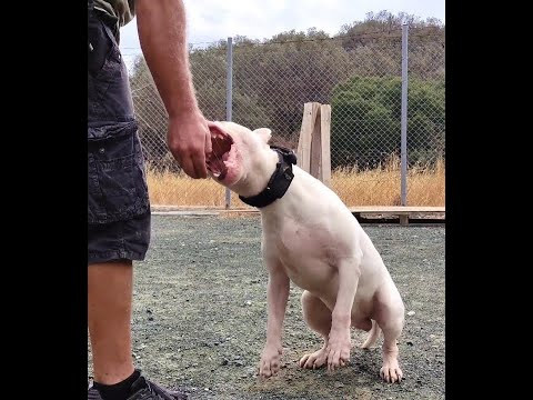 How to give a bull terrier a treat( short version)