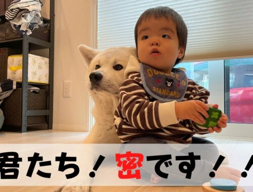 【秋田犬と赤ちゃん】気付くといつも隣にいる２人