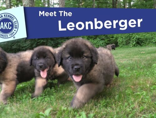AKC の Meet the Leonberger