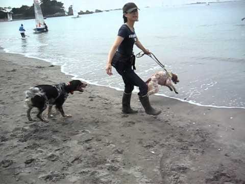 イングリッシュセター　ホーリー　森戸海岸で遊ぶ。