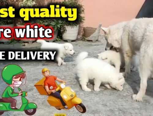White Siberian husky puppies || Kci registered Siberian husky || Double dhamaka