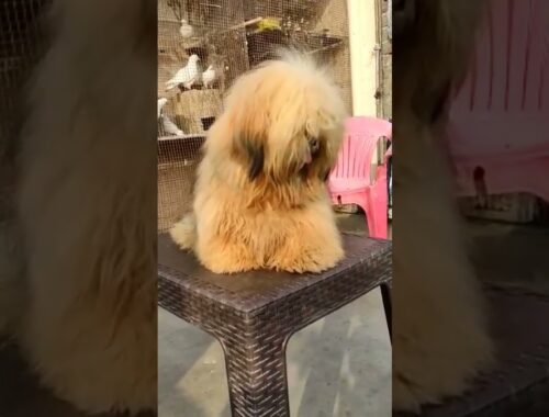 lasha apso breed available in shvankennellko contact me 6393626285 #trending #shorts #dog #tranding