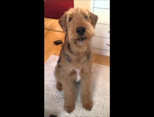 Airedale talking