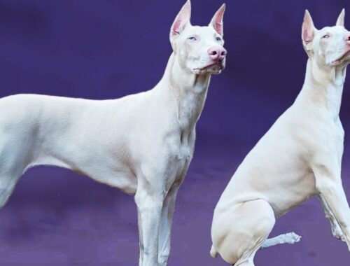 12 Things You Didn’t Know about the White Doberman