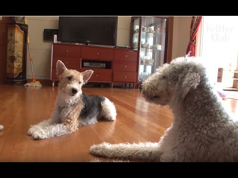 Everyone Needs A Bedlington Terrier And Fox Terrier Dog Together | Kritter Klub