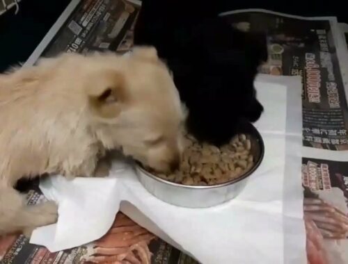 スコティッシュテリアの仔犬もぐもぐ動画 Scottish Terrier black ♀ and Wheaton ♂ puppies eating Video