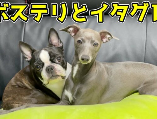 面白シーン集【ボストンテリアとイタグレ】Boston terrier & Italian greyhound