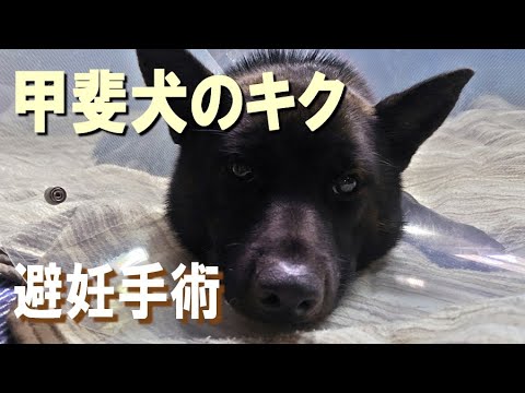 甲斐犬のキク避妊手術