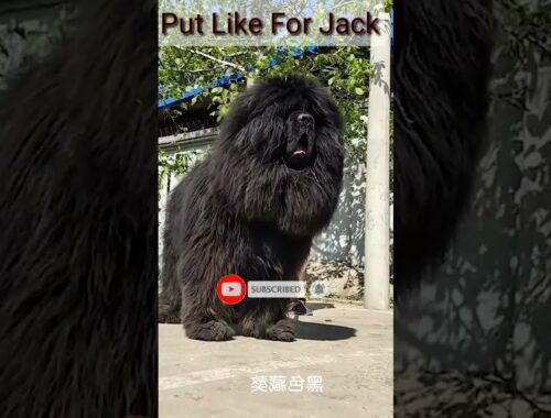 Jack is the largest dog in the world, a descendant of the English Mastiff