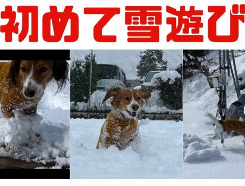 愛犬と初めて雪遊び　愛犬キキに異変が？？