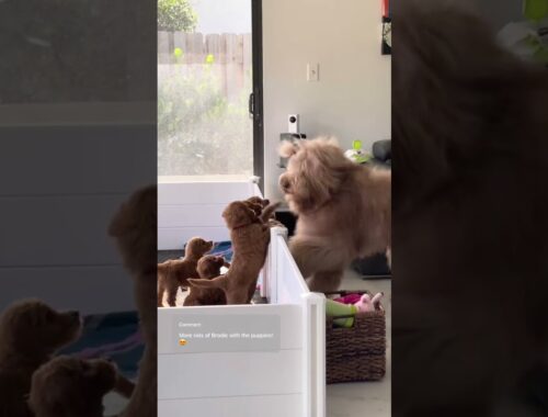 Big brother teaches puppies how to love #puppies #puppylove #goldendoodle