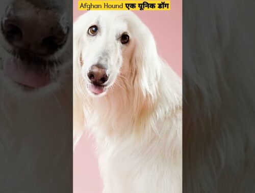 Afghan Hound one of the Oldest Dog Breeds in Hindi #short #shortvideo #shorts