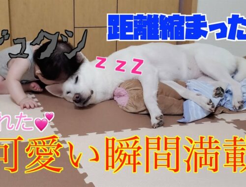 【犬と赤ちゃん】可愛いの撮れました！紀州犬のじゅ子と弟の成長日記#4