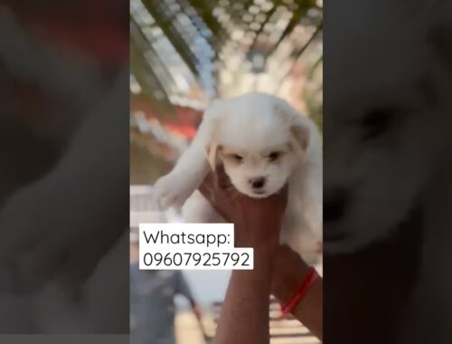 lhasa apso puppy for sale shorts