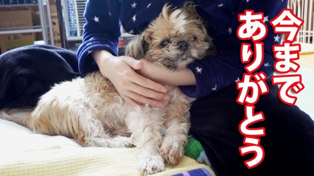 【シーズーのチップ】16年8か月、最期の日。　My Shih Tzu is Gone.