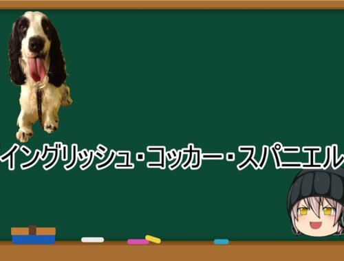 【ゆっくり解説】犬種３６：イングリッシュ・コッカー・スパニエル