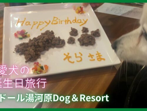 犬連れ湯河原旅行 コレドール湯河原Dog＆Resort 愛犬のお誕生日祝い【日本スピッツ】