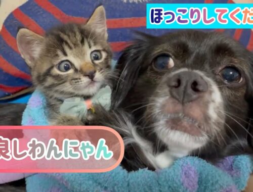 【狆とミニチュアダックスのMIX犬&保護猫】とびきり仲良しの日
