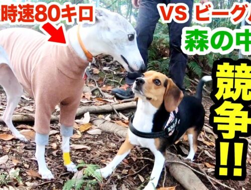森の中で競争！最速犬 vs ビーグル犬【必死な声が漏れましたw】