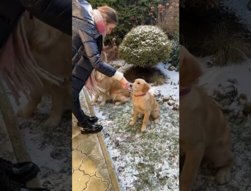 Dog teaches his puppy how to spin #puppy #goldenretriever