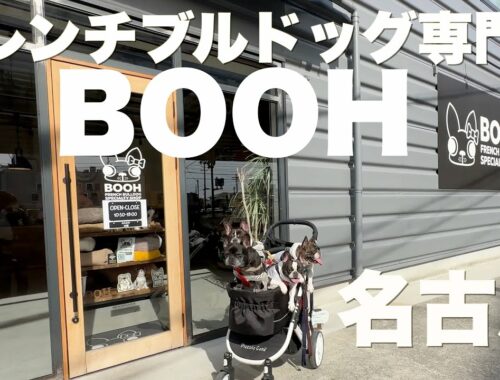 フレンチブルドッグ専門店 BOOH 名古屋 【 フレンチブルドッグ french_bulldog  】昨年爆発的に売れた夏グッズ